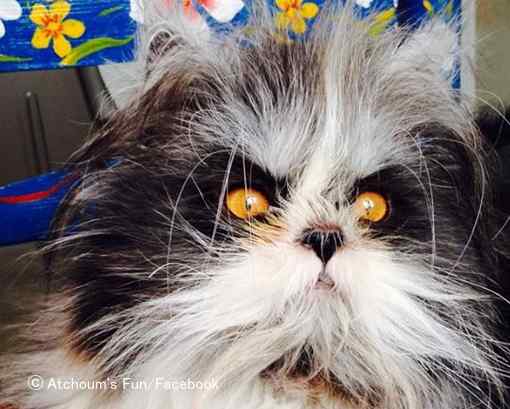 多毛症という非常に珍しいホルモン異常を持った猫「アチューム」