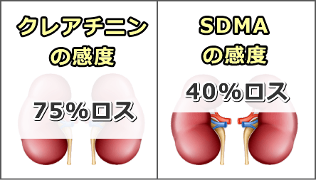 従来のクレアチニンと新バイオマーカー「SDMA」の感度比較図