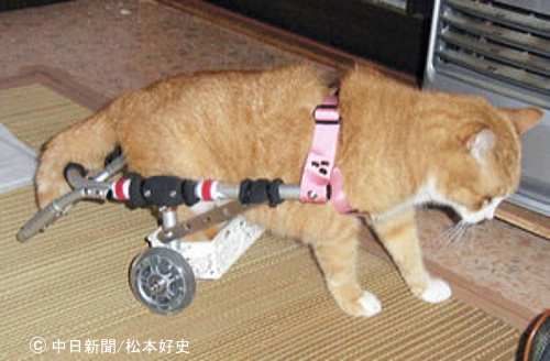 車いすを装着して歩こうとする猫