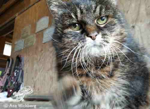 今年で自称29歳の猫「ミッサン」(Missan)