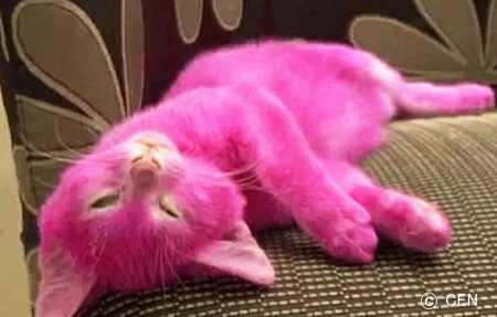 ピンク色に染められた哀れな猫