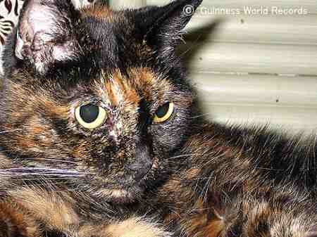 27歳の誕生日を迎えた猫「ティファニーツー」(Tifanny Two)