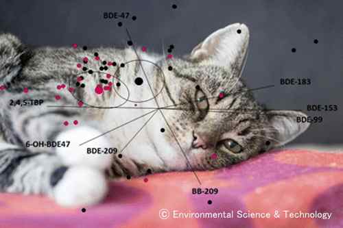 難燃剤は猫の甲状腺機能亢進症に関わっている可能性がある