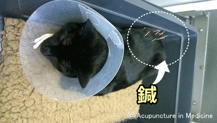 鍼灸治療を受ける猫