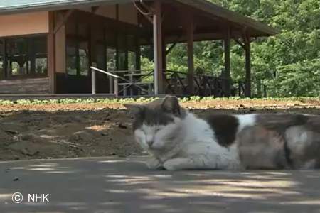 袖ヶ浦公園に住み着いたノラネコ