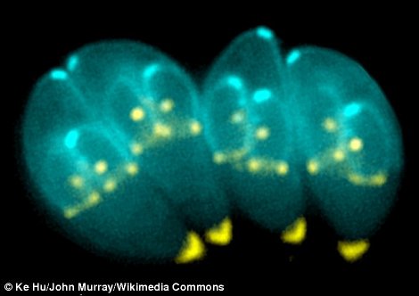 顕微鏡で見たトキソプラズマ原虫