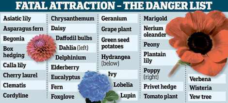 庭に植えてはいけない危険な植物34選