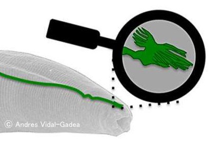 カエノラブディティス・エレガンスの脳内で発見された「AFDニューロン」と地磁気センサー