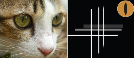 猫の縦長の瞳孔は、垂直方向の視野を鮮明に保つ