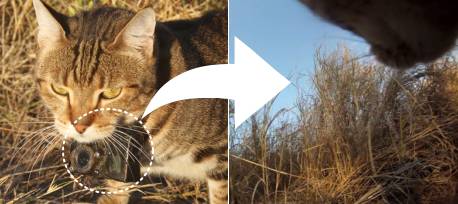 野生ネコの首輪に取り付けたビデオカメラと、カメラからの視界