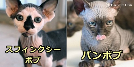 「スフィンクシーボブ」(Sphynxiebob)と「バンボブ」(BamBob)