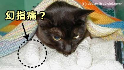 抜爪術後の猫は幻肢痛(幻指痛)を経験している可能性がある