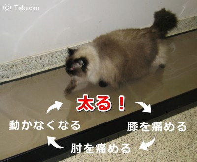 肥満猫が陥る悪循環~膝の関節炎、肘の関節炎、運動不足