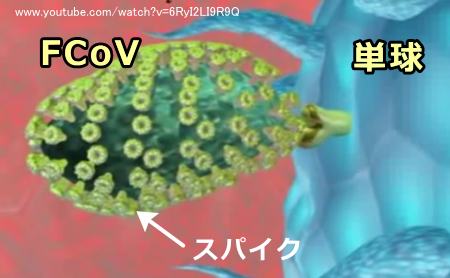 「ネコ腸コロナウイルス」（FCoV）と表面のスパイク模式図