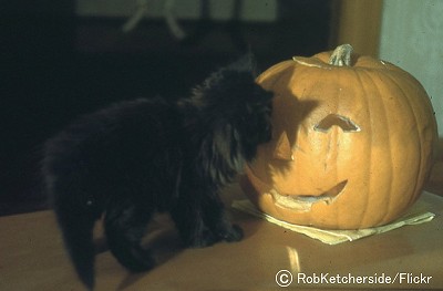 ハロウィンのかぼちゃに近づく子猫