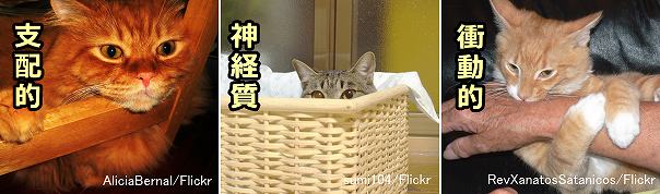 ネコ科動物に共通性てみられる性格傾向~支配的・神経質・衝動的
