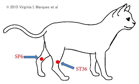 猫の「ST36」および「SP6」と呼ばれる経穴の位置