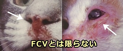 FCVの臨床徴候として有名な鼻水と眼炎