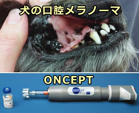 犬の口腔メラノーマとONCEPTのツールキット