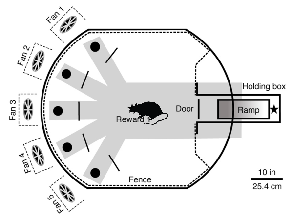 ラットのヒゲの有無と風向きの感知能力を調べるための装置