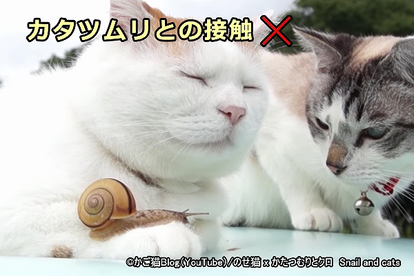 面白半分で猫とカタツムリの接触を許してはいけない