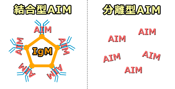 結合型AIMと分離型AIMの模式図