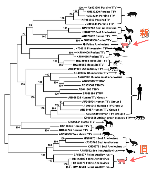 アネロウイルスの系統発生図