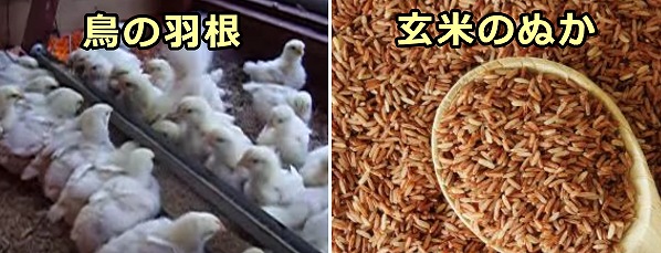 ヒ素が多く含有されるのは鳥の羽根や玄米の糠