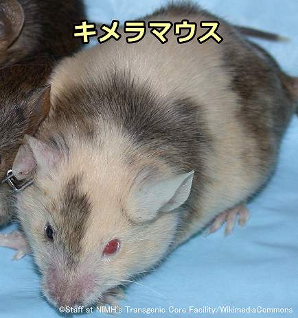 まだら模様を示したキメラマウス(Chimeric Mouse)