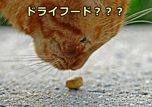 猫の慢性腎臓病を予防するのに、ドライフードが有効かどうかは今後さらなる調査が必要