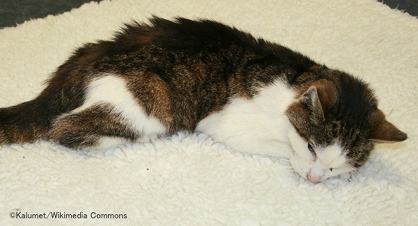 慢性腎臓病(CKD)にかかった猫の活動性は低下する