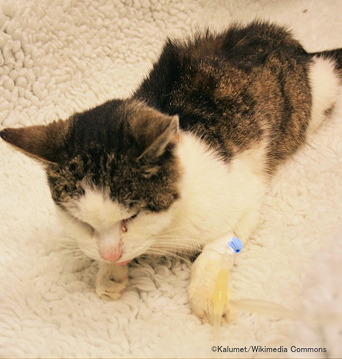 慢性腎臓病（CKD）にかかった猫の生活の質は、飼い主が「CatQoL」を元にして日々観察することで評価する