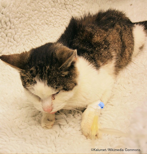 慢性腎臓病(CKD)にかかった猫の生活の質は、飼い主が「CatQoL」を元にして日々観察することで評価する