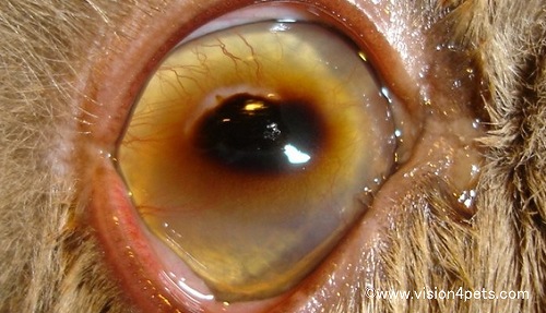 猫の眼球角膜に発症した「角膜分離症」（角膜黒色壊死症）