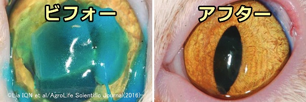 猫の角膜分離症に対して行われた羊膜移植術とその経過写真