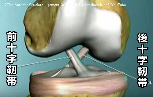猫の膝関節を横断している前十字靭帯と後十字靭帯の模式図
