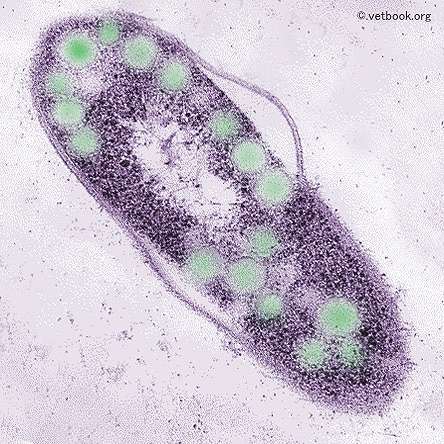 エンセファリトゾーン(Encephalitozoon cuniculi)はウサギの斜頚を引き起こすことで有名な単細胞生物