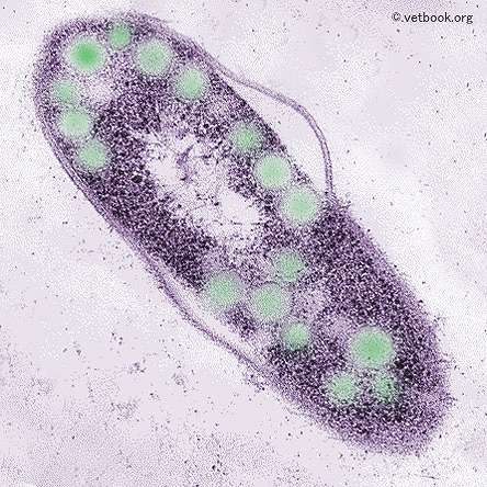 エンセファリトゾーン（Encephalitozoon cuniculi）はウサギの斜頚を引き起こすことで有名な単細胞生物