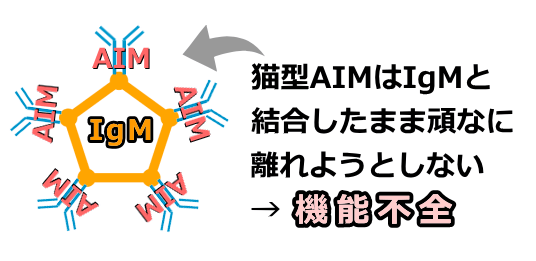 猫型AIMは急性腎障害が起こっても頑なにIgMから分離しない