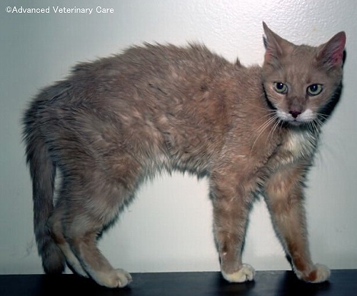 猫 甲状腺 機能 亢進 症