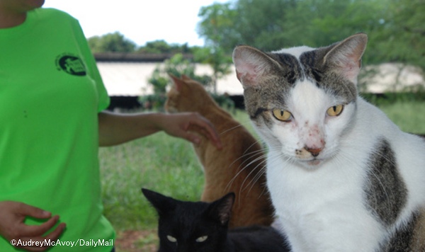 ハワイでは野良猫の数を人道的に減らす活動が進行中
