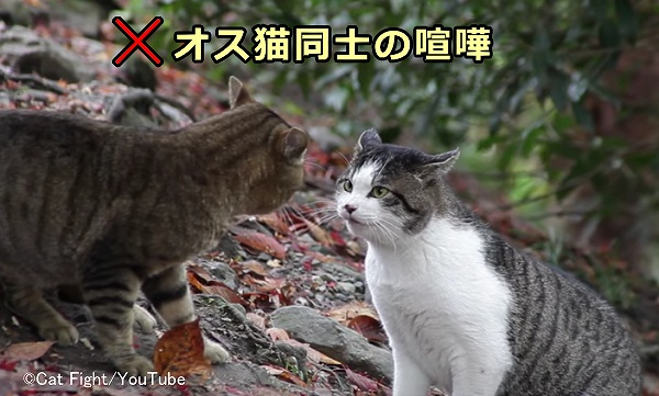 猫エイズ（FIV）への感染リスクを高めているのは、創傷を伴うオス猫同士の喧嘩