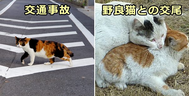 猫の放し飼いは交通事故や望まれない子猫の増加につながる