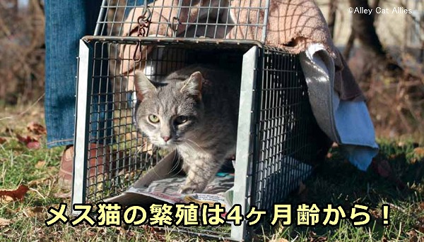 メス猫は生後4ヶ月齢未満の段階で繁殖が可能