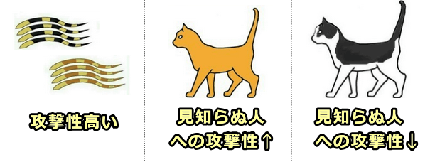 猫の毛色と行動特性の関連性