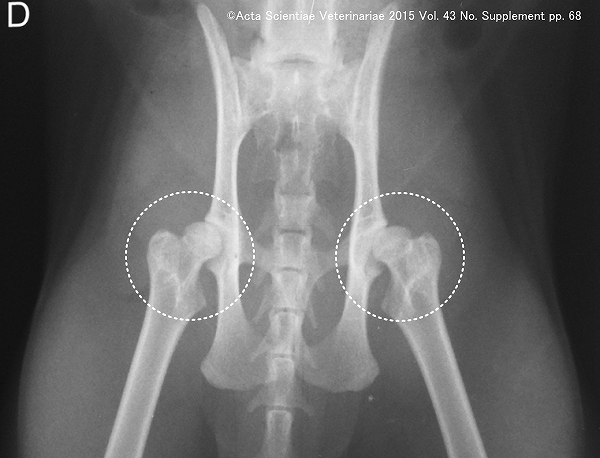猫の股関節形成不全症のレントゲン写真
