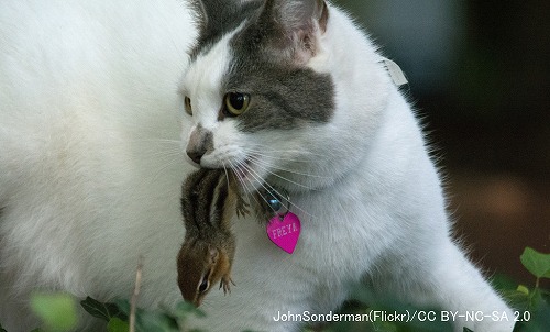 猫と生態系に関する問題意識は人々の住環境によって大きく左右される