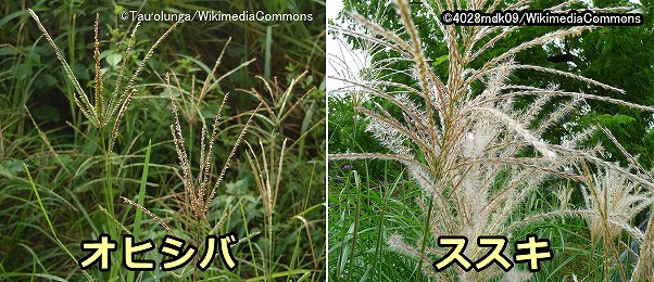 ノギを有するイネ科植物「オヒシバ」と「ススキ」