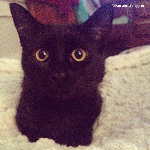 アメリカ国内で59番目のネコ膝-乳歯症候群例となった黒猫「ピップスクイーク」