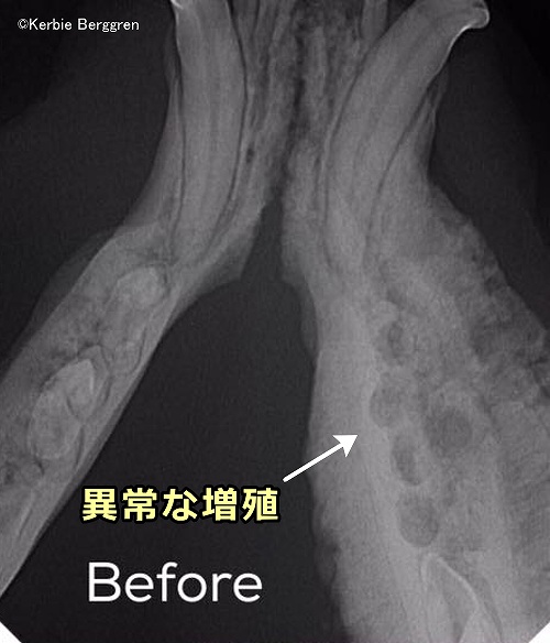 ネコ膝-乳歯症候群では、歯槽骨に残った乳歯が骨の異常増殖を助長すると推測されている